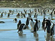 BBC: Южная Америка — s01e06 — Penguins Shores