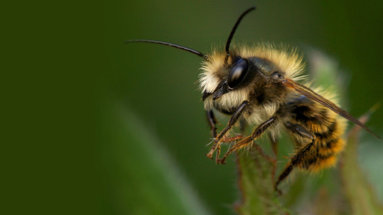 Природа — s40e01 — My Garden of a Thousand Bees