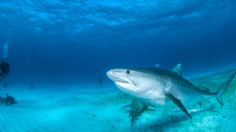 Nature's Strangest Mysteries: Solved — s01e13 — Cuddly Shark