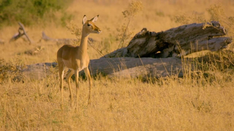 Africa's Wild Side — s01e03 — Nature's Greatest Architects