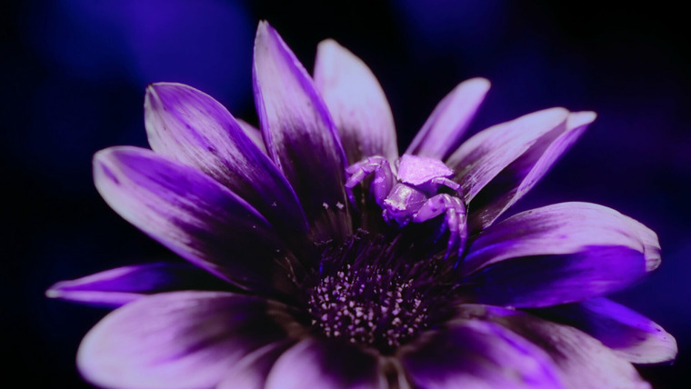 BBC: Жизнь в цвете с Дэвидом Аттенборо	 — s01 special-1 — Chasing Colour