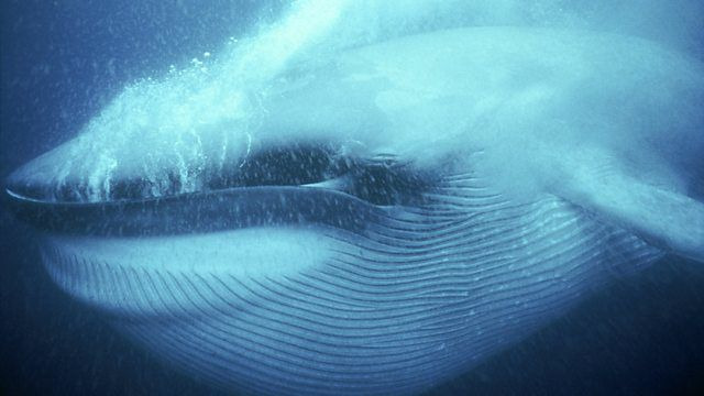 BBC: Морские гиганты — s01e01 — Giant Lives