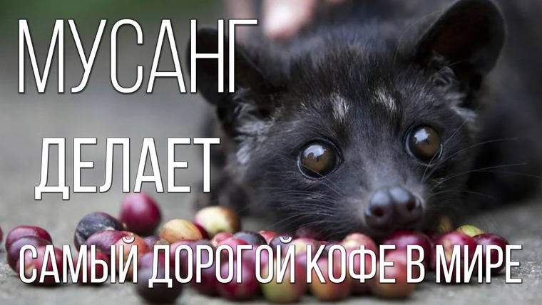 Планета Земля — s02e05 — Мусанг (Пальмовая циветта): Производит самый дорогой кофе в мире | Интересные факты про мусанга