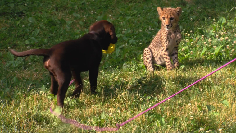 It's a Dog's Life with Bill Farmer — s01e02 — Dogs & Cheetahs & Companion Dogs