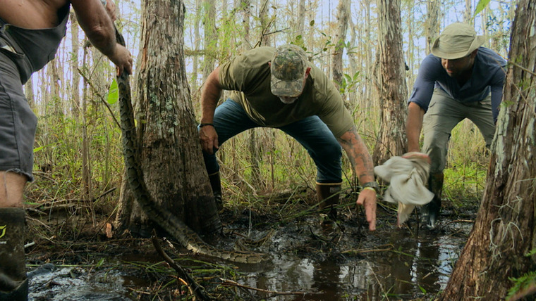 Swamp People: Serpent Invasion — s01e02 — The Everglades Triangle