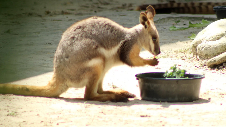 Secrets of the Zoo: Tampa — s03e11 — Wallaby Welcome
