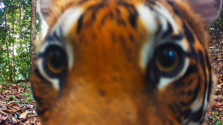 В мире дикой природы — s01e01 — Tigers