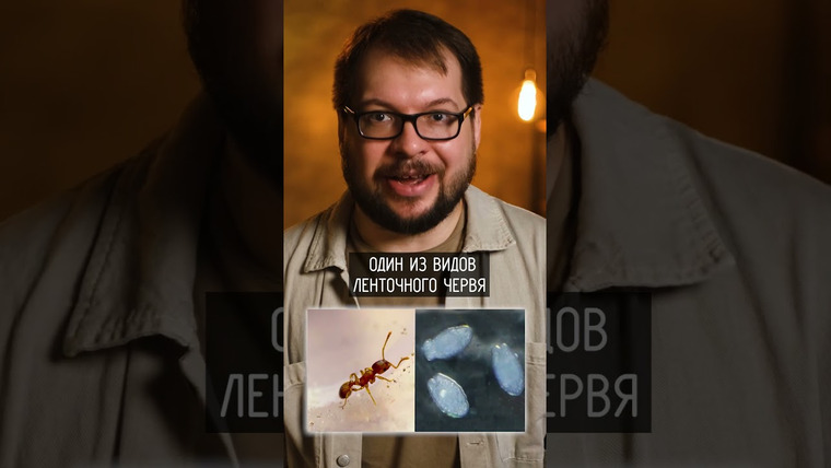 Александр Панчин — s09e12 — Паразиты продлевают жизнь?