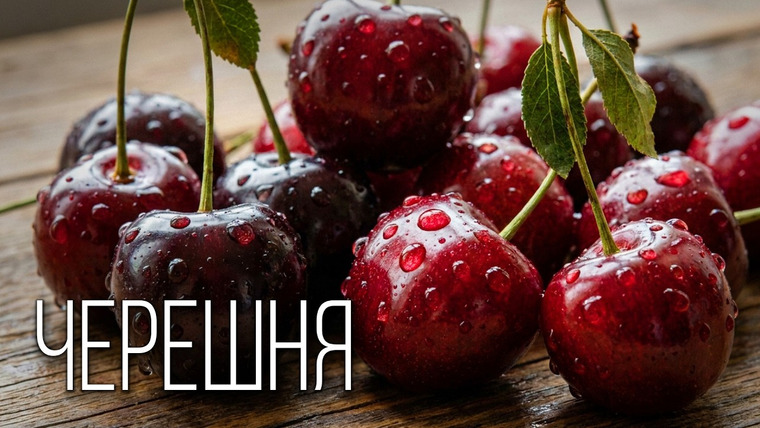 Планета Земля — s07e15 — Черешня: Птичья Вишня | Интересные факты про черешню