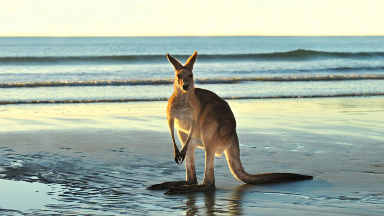 Природа — s40e07 — Australia | Animals with Cameras