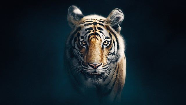 Dynasties — s01e05 — Tiger