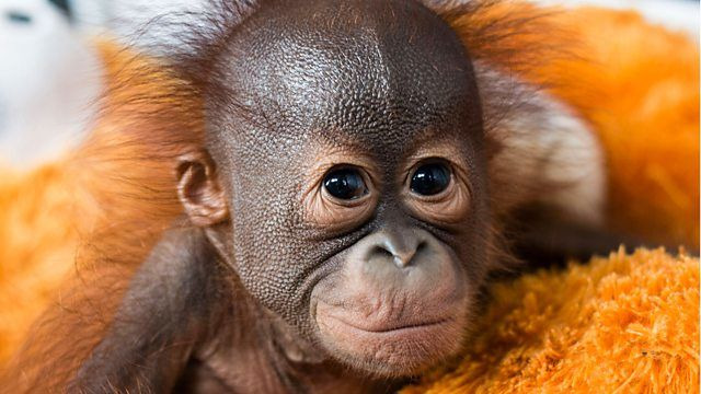 Natural World — s38e04 — Red Ape: Saving the Orangutan