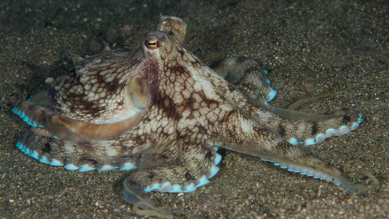 Nature's Strangest Mysteries: Solved — s01e07 — Octopus Houdini