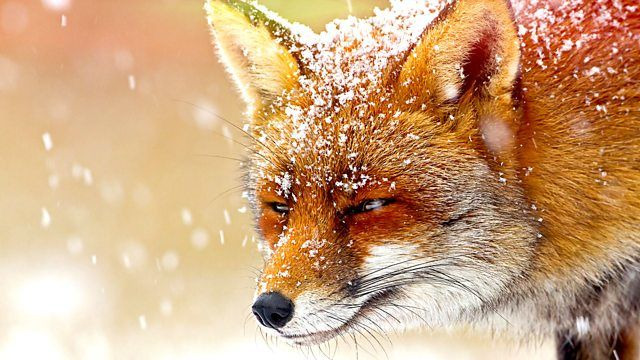 BBC: Чудеса животного мира	 — s01e05 — Foxes