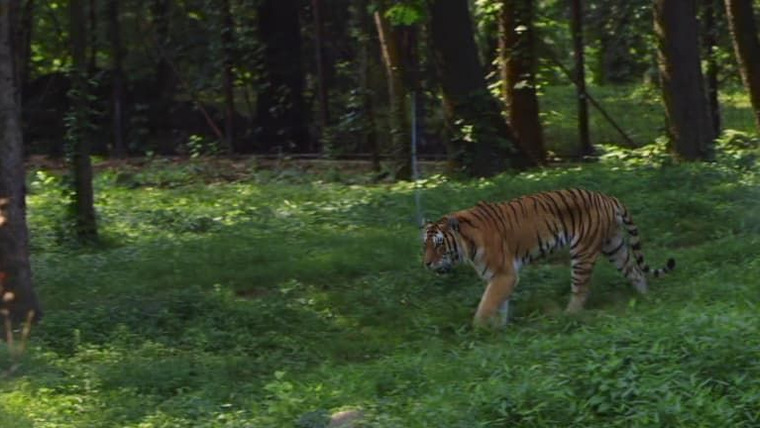 The Zoo — s02e02 — The Tiger's Dance