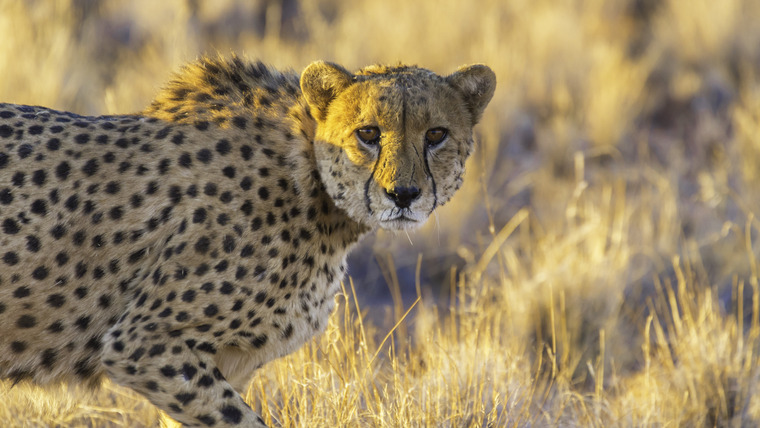 Nature's Strangest Mysteries: Solved — s01e24 — Hot Cheetah