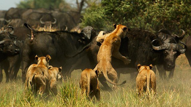 Нетронутые уголки дикой природы — s01e02 — Serengeti