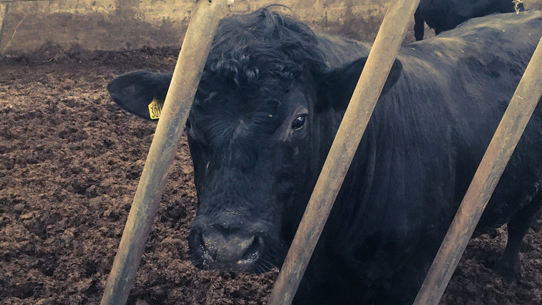 The Farm — s01e01 — Bull