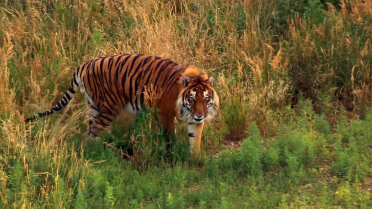 Доктор Джефф: ветеринар Роки-Маунтин — s06e06 — A Tiger's Tale