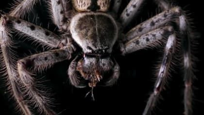 Необъяснимые явления — s02e10 — Curse of the Monster Spider