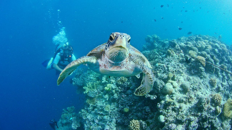 Iolo: Deifio yn y Barrier Reef — s01e01 — Pennod 1