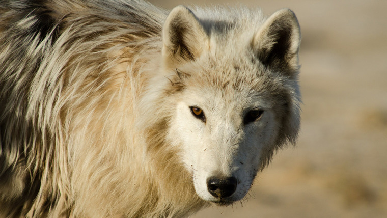 The Nature of Things with David Suzuki — s56e16 — White Wolves: Ghosts of the Arctic