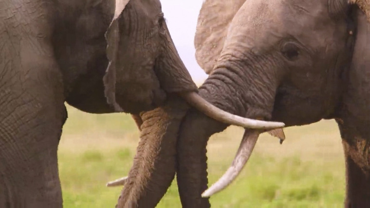 Wild Assassins — s01e04 — Tusks and Horns