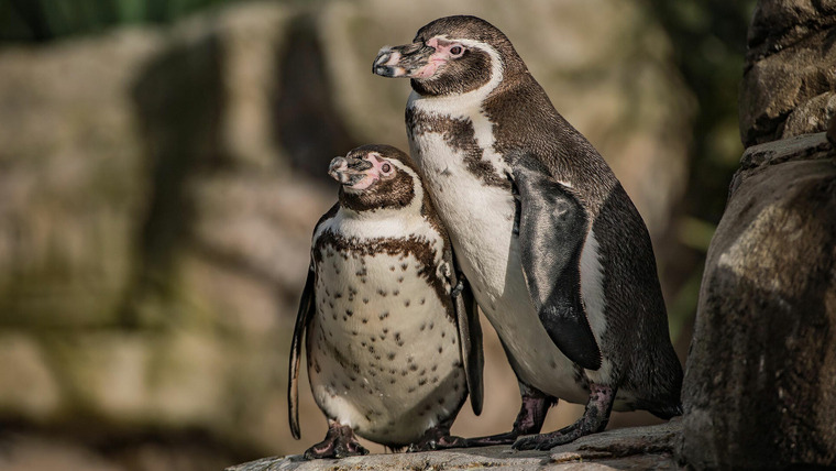 Тайная жизнь зоопарка — s08e01 — Penguin House Hunters