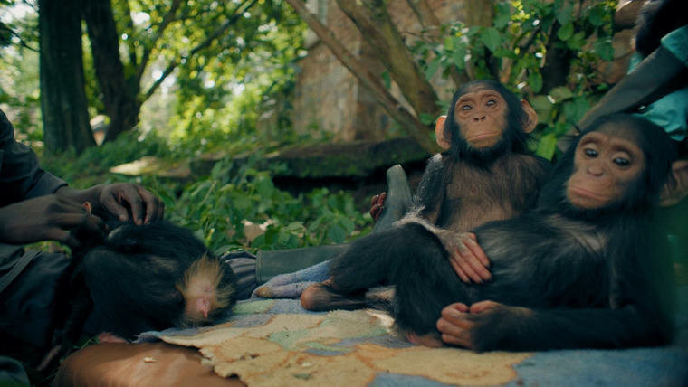 Контрабанда с Марианной Ван Зеллер — s04e05 — Apes