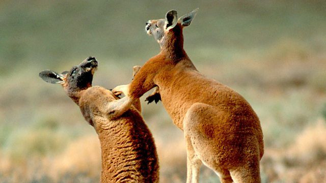 Нетронутые уголки дикой природы — s02e06 — Australia's Red Centre
