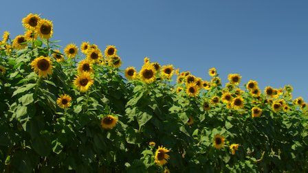 Moving Art — s01e02 — Flowers