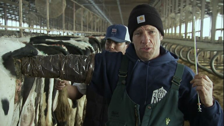 Dirty Jobs — s04e09 — Dairy Cow Midwife