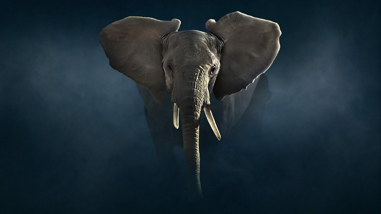 BBC: Династии — s02e02 — Elephant