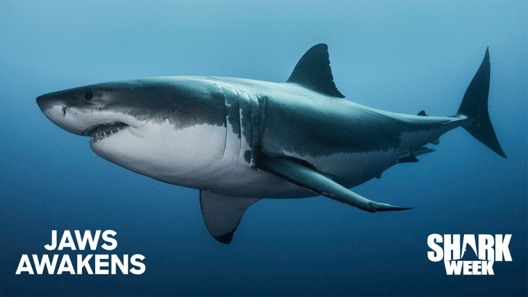 Shark Week — s2020e06 — Jaws Awakens