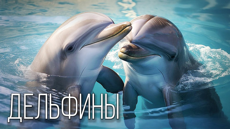 Планета Земля — s06e28 — Зубатые Киты: Дельфины, Косатки, Кашалот и другие | Интересные факты про дельфинов