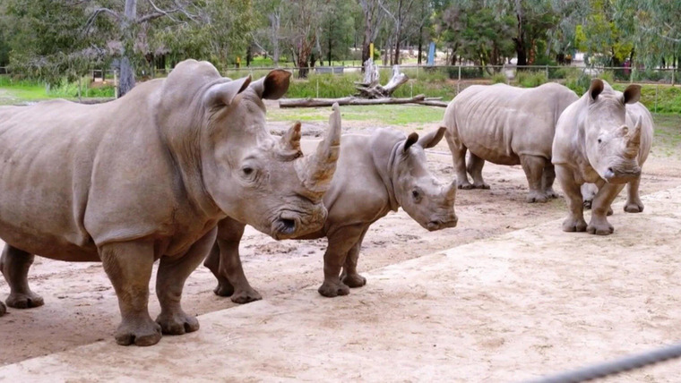 Taronga: Who's Who in the Zoo? — s02e11 — Rhi-yes or Rhino?