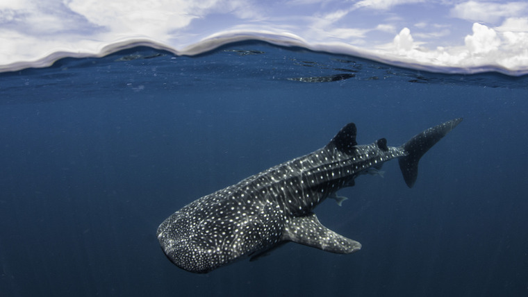 Chasing Ocean Giants — s01e05 — Whale Sharks Of Qatar