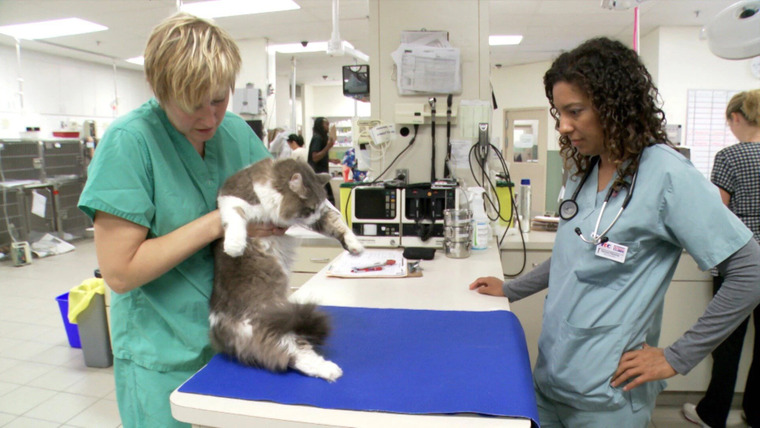 Vets Saving Pets — s01e24 — Paws, Jaws and Gauze