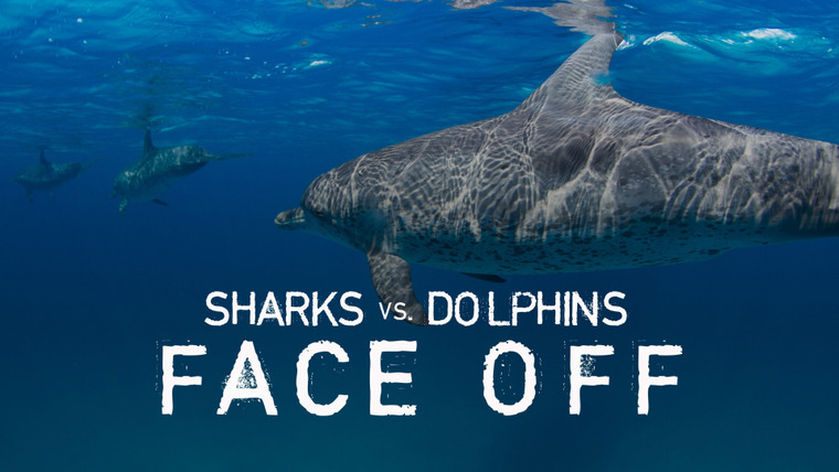 Shark Week — s2016e10 — Sharks vs. Dolphins: Face Off