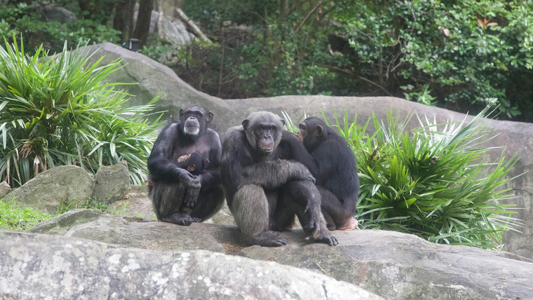 Secrets of the Zoo: North Carolina — s01e01 — Chimp Off the Old Block