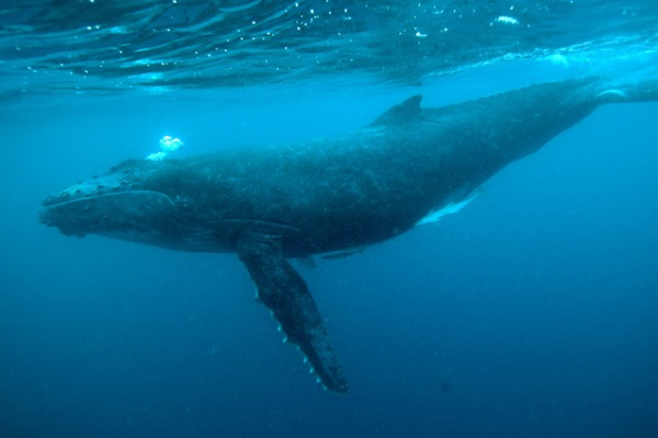 Живая природа: Специальные выпуски — s01e06 — Humpback Whale: The Giant of the Oceans