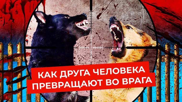 Варламов — s06e19 — Бродячие животные: как собаки стали проблемой России | Приюты, законы и усыпление