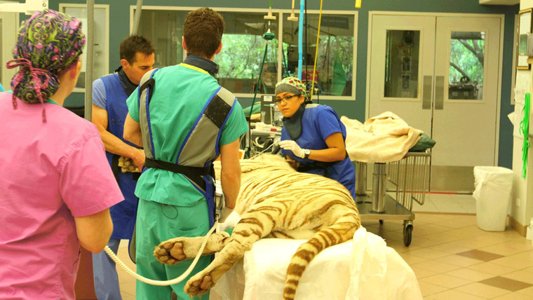 Animal ER — s01e02 — Tiger Emergency