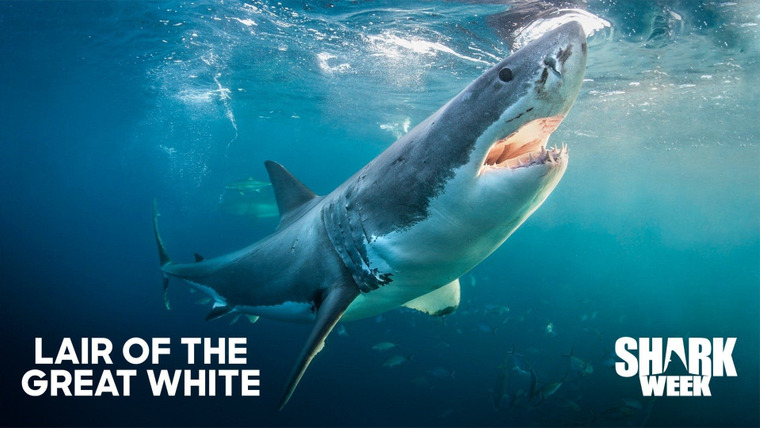 Shark Week — s2020e17 — Lair of the Great White