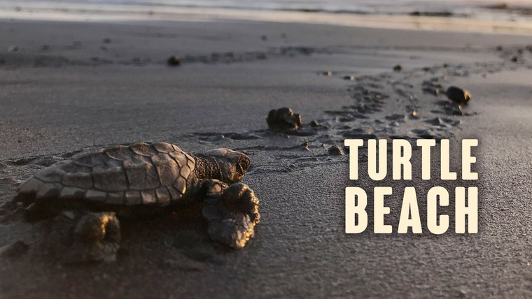 The Nature of Things with David Suzuki — s58e17 — Turtle Beach