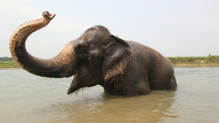 В дикие края с Эваном — s01e03 — Nepalese Elephant Adventure