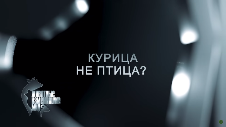 Животные, изменившие мир — s01e10 — Курица не птица?