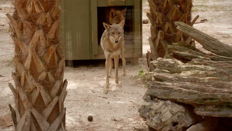 Secrets of the Zoo: Tampa — s04e10 — Wolfpack Miracle