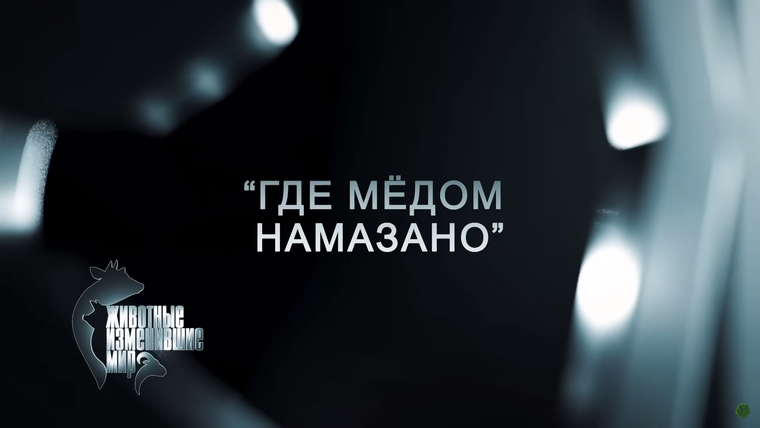 Животные, изменившие мир — s01e07 — «Где мёдом намазано»