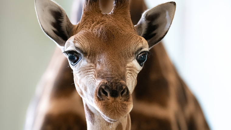 Crikey! It's the Irwins — s03e04 — A Baby Giraffe's Tall Order